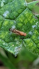Opomyza