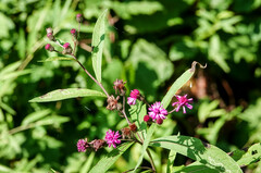 Vernonia noveboracensis