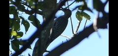 Melanerpes carolinus