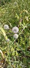 Echinops sphaerocephalus