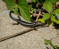 Plestiodon fasciatus