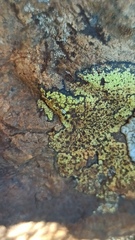Rhizocarpon