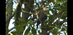 Melanerpes carolinus