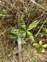 Potentilla heptaphylla