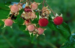 Rubus odoratus