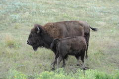 Bison bison