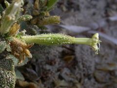 Silene succulenta succulenta