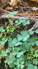 Oxalis corniculata
