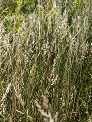 Poa compressa