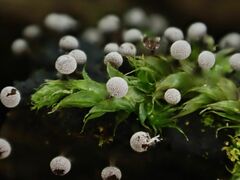 Physarum leucophaeum