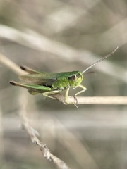 Pseudochorthippus parallelus