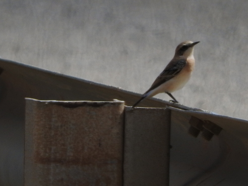 Oenanthe melanoleuca
