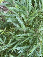 Comptonia peregrina