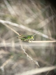 Pseudochorthippus parallelus
