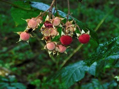Rubus odoratus
