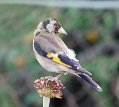 Carduelis carduelis