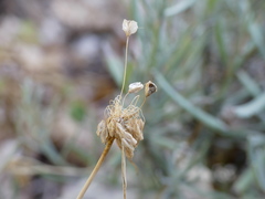 Allium longispathum