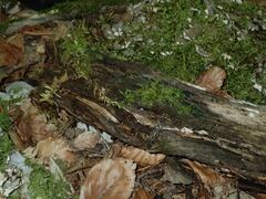 Physarum leucophaeum