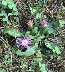 Centaurea jacea