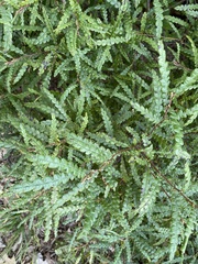 Comptonia peregrina