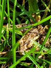 Lithobates palustris
