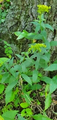 Solidago ulmifolia