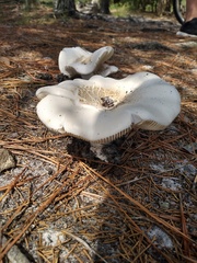 Neolentinus lepideus