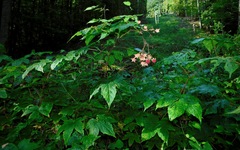 Rubus odoratus