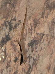 Quedenfeldtia trachyblepharus