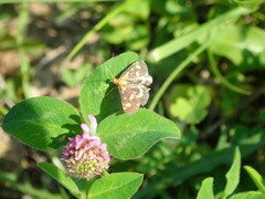 Pyrausta purpuralis