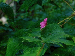 Rubus odoratus