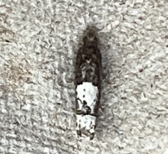 Eucosma parmatana