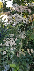 Heracleum