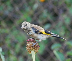 Carduelis carduelis