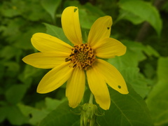 Coleoptera