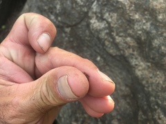 Polyergus montivagus