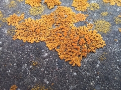 Xanthomendoza hasseana