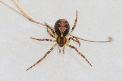Theridion pictum