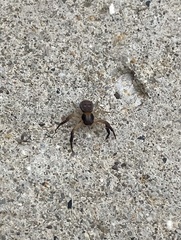 Xysticus texanus