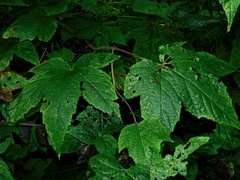 Rubus odoratus