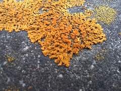 Xanthomendoza hasseana