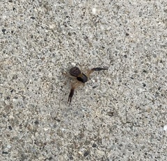 Xysticus texanus