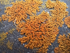 Xanthomendoza hasseana