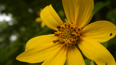 Coleoptera