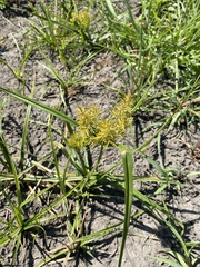 Cyperus esculentus