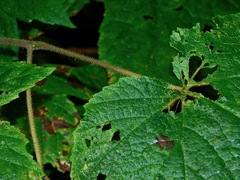 Rubus odoratus