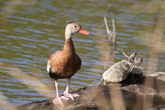 Dendrocygna autumnalis