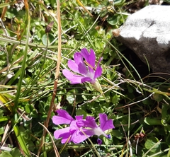 Primula minima