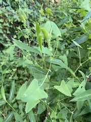 Persicaria perfoliata