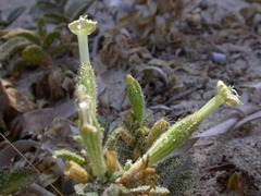 Silene succulenta succulenta